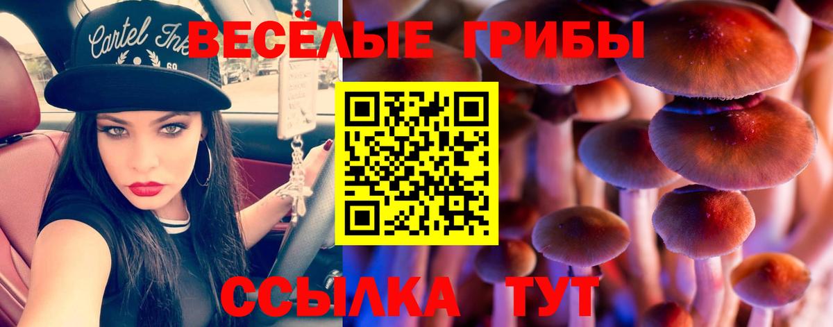 Псилоцибиновые грибы MAGIC MUSHROOMS  Вход с VPN  наркота  Славянск-на-Кубани 
